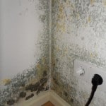 Schimmel nach Fenstersanierung Schiedsgutachten