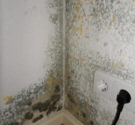 Schimmel nach Fenstersanierung Schiedsgutachten